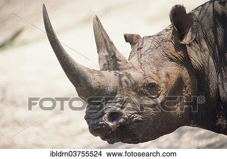 Picture - "Black Rhinoceros or Hook-lipped Rhinoceros (Diceros bicornis), Mkuzi Game Reserve, South Africa, Africa". Fotosearch