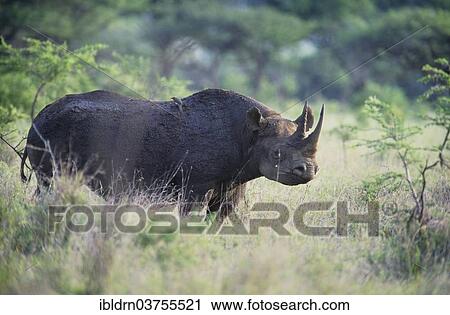 "Black Rhinoceros or Hook-lipped Rhinoceros (Diceros bicornis), Mkuzi Game Reserve, South Africa, Africa" View Large Photo Image Stock Image - "Black Rhinoceros or Hook-lipped Rhinoceros (Diceros bicornis), Mkuzi Game Reserve, South Africa, Africa". Fotosearch