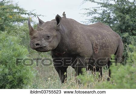 "Black Rhinoceros or Hook-lipped Rhinoceros (Diceros bicornis), Mkuzi Game Reserve, South Africa, Africa" View Large Photo Image Stock Image - "Black Rhinoceros or Hook-lipped Rhinoceros (Diceros bicornis), Mkuzi Game Reserve, South Africa, Africa". Fotosearch