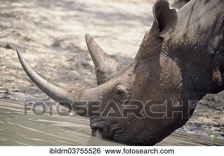 "Black Rhinoceros or Hook-lipped Rhinoceros (Diceros bicornis) drinking at a water hole, Mkuzi Game Reserve, South Africa, Africa" View Large Photo Image Stock Photograph - "Black Rhinoceros or Hook-lipped Rhinoceros (Diceros bicornis) drinking at a water hole, Mkuzi Game Reserve, South Africa, Africa". Fotosearch
