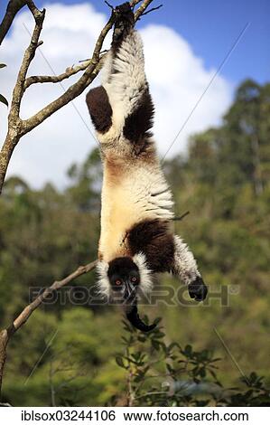 "Black Ruffed Lemur (Varecia variegata), adult hanging upside down on a branch while foraging, Madagascar, Africa" View Large Photo Image Stock Photograph - "Black Ruffed Lemur (Varecia variegata), adult hanging upside down on a branch while foraging, Madagascar, Africa". Fotosearch