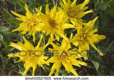 "Black Salsify, Spanish Salsify or Viper's Grass (Scorzonera hispanica), Perchtoldsdorfer Heide, Perchtoldsdorf, Lower Austria, Austria, Europe" View Large Photo Image Stock Photography - "Black Salsify, Spanish Salsify or Viper's Grass (Scorzonera hispanica), Perchtoldsdorfer Heide, Perchtoldsdorf, Lower Austria, Austria, Europe". Fotosearch