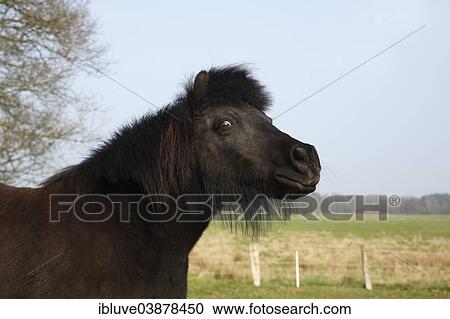 "Black Shetland Pony, Schleswig-Holstein, Germany, Europe" View Large Photo Image Stock Image - "Black Shetland Pony, Schleswig-Holstein, Germany, Europe". Fotosearch