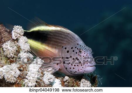 "Black-sided hawkfish (Paracirrhites forsteri), between Xenia corals (Xenia sp. ), Great Barrier Reef, Pacific, Australia, Oceania" View Large Photo Image Stock Photo - "Black-sided hawkfish (Paracirrhites forsteri), between Xenia corals (Xenia sp. ), Great Barrier Reef, Pacific, Australia, Oceania". Fotosearch