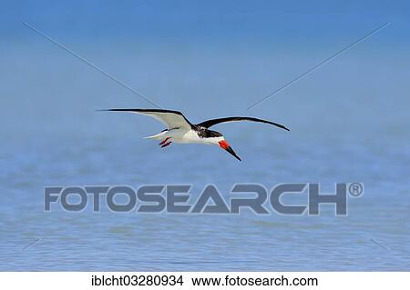 "Black Skimmer (Rynchops niger) in flight, Sanibel Island, Florida, United States, North America" View Large Photo Image Picture - "Black Skimmer (Rynchops niger) in flight, Sanibel Island, Florida, United States, North America". Fotosearch