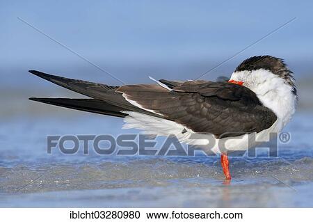 "Black Skimmer (Rynchops niger) resting on the beach, Sanibel Island, Florida, United States, North America" View Large Photo Image Stock Image - "Black Skimmer (Rynchops niger) resting on the beach, Sanibel Island, Florida, United States, North America". Fotosearch