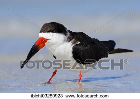 "Black Skimmer (Rynchops niger), Sanibel Island, Florida, United States, North America" View Large Photo Image Stock Image - "Black Skimmer (Rynchops niger), Sanibel Island, Florida, United States, North America". Fotosearch
