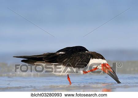"Black Skimmer (Rynchops niger) scratching itself, Sanibel Island, Florida, United States, North America" View Large Photo Image Stock Image - "Black Skimmer (Rynchops niger) scratching itself, Sanibel Island, Florida, United States, North America". Fotosearch