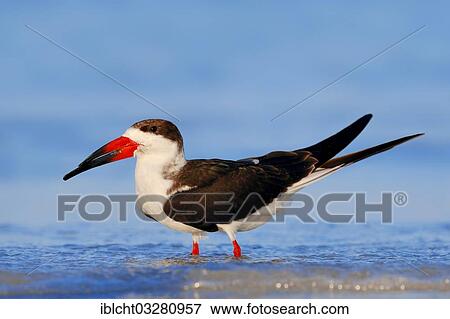"Black Skimmer (Rynchops niger), Sanibel Island, Florida, United States, North America" View Large Photo Image Stock Photo - "Black Skimmer (Rynchops niger), Sanibel Island, Florida, United States, North America". Fotosearch