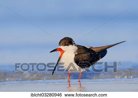 "Black Skimmer (Rynchops niger), Sanibel Island, Florida, United States, North America" View Large Photo Image Stock Photograph - "Black Skimmer (Rynchops niger), Sanibel Island, Florida, United States, North America". Fotosearch