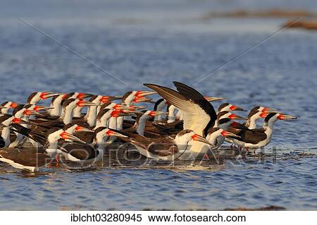 "Black Skimmers (Rynchops niger), Merritt Island, Florida, United States, North America" View Large Photo Image Stock Photography - "Black Skimmers (Rynchops niger), Merritt Island, Florida, United States, North America". Fotosearch