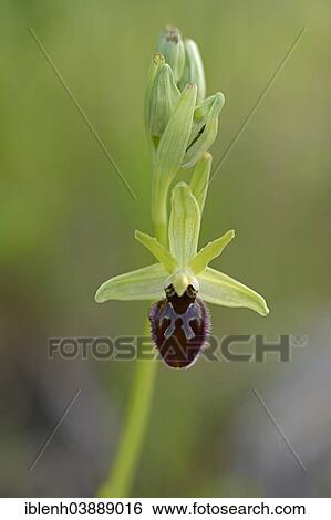 "Black Spider Orchid (Ophrys incubacea), Messina district, Sicily, Italy, Europe" View Large Photo Image Stock Photograph - "Black Spider Orchid (Ophrys incubacea), Messina district, Sicily, Italy, Europe". Fotosearch