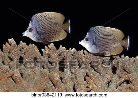 "Black-Spotted Butterflyfish (Chaetodon nigropunctatus) over a table coral, Dimaniyat Islands nature reserve, Al Batinah region, Oman, Asia" View Large Photo Image Stock Photo - "Black-Spotted Butterflyfish (Chaetodon nigropunctatus) over a table coral, Dimaniyat Islands nature reserve, Al Batinah region, Oman, Asia". Fotosearch