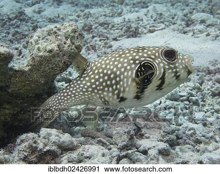 Stock Image - "Black-spotted Pufferfish (Arothron nigropunctatus), Mangrove Bay, Red Sea, Egypt, Africa". Fotosearch