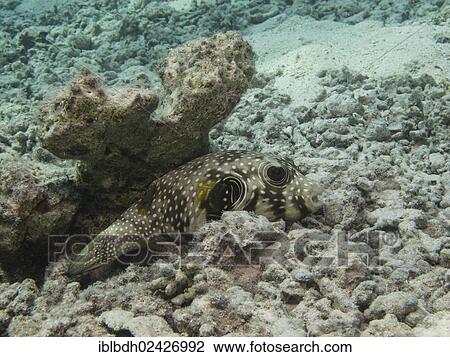 "Black-spotted Pufferfish (Arothron nigropunctatus), Mangrove Bay, Red Sea, Egypt, Africa" View Large Photo Image Stock Image - "Black-spotted Pufferfish (Arothron nigropunctatus), Mangrove Bay, Red Sea, Egypt, Africa". Fotosearch