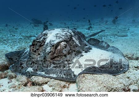 "Black-spotted Stingray or Blotched Fantail Ray (Taeniura meyeni) feeding on the sandy sea bottom, Lhaviyani Atoll, Indian Ocean, Maldives, Asia" View Large Photo Image Stock Photo - "Black-spotted Stingray or Blotched Fantail Ray (Taeniura meyeni) feeding on the sandy sea bottom, Lhaviyani Atoll, Indian Ocean, Maldives, Asia". Fotosearch