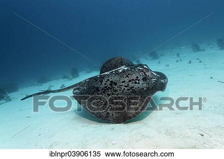 Stock Photography - "Black-spotted Stingray or Blotched Fantail Ray (Taeniura meyeni), just above the sandy sea bottom, Lhaviyani Atoll, Indian Ocean, Maldives, Asia". Fotosearch