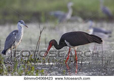 "Black Stork (Ciconia nigra), adult animal foraging in a pond, Middle Elbe Biosphere Reserve, Dessau-Rosslau, Saxony-Anhalt, Germany, Europe" View Large Photo Image Stock Image - "Black Stork (Ciconia nigra), adult animal foraging in a pond, Middle Elbe Biosphere Reserve, Dessau-Rosslau, Saxony-Anhalt, Germany, Europe". Fotosearch