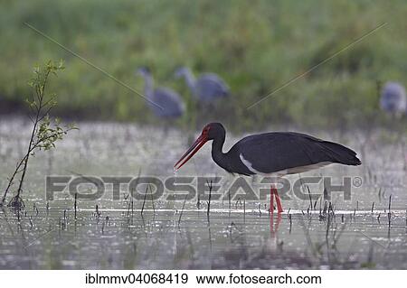 "Black Stork (Ciconia nigra), adult animal foraging in a pond, Middle Elbe Biosphere Reserve, Dessau-Rosslau, Saxony-Anhalt, Germany, Europe" View Large Photo Image Stock Photo - "Black Stork (Ciconia nigra), adult animal foraging in a pond, Middle Elbe Biosphere Reserve, Dessau-Rosslau, Saxony-Anhalt, Germany, Europe". Fotosearch