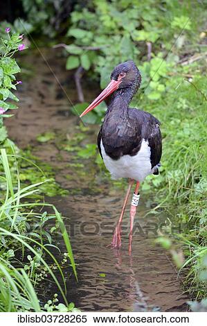 "Black Stork (Ciconia nigra), foraging for food in a creek, Mecklenburg-Western Pomerania, Germany, Europe" View Large Photo Image Stock Photography - "Black Stork (Ciconia nigra), foraging for food in a creek, Mecklenburg-Western Pomerania, Germany, Europe". Fotosearch