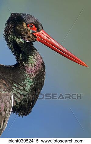 "Black Stork (Ciconia nigra), Germany, Europe" View Large Photo Image Stock Photography - "Black Stork (Ciconia nigra), Germany, Europe". Fotosearch