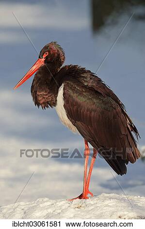 "Black Stork (Ciconia nigra) in winter, North Rhine-Westphalia, Germany, Europe" View Large Photo Image Stock Image - "Black Stork (Ciconia nigra) in winter, North Rhine-Westphalia, Germany, Europe". Fotosearch