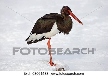 "Black Stork (Ciconia nigra) in winter, North Rhine-Westphalia, Germany, Europe" View Large Photo Image Stock Image - "Black Stork (Ciconia nigra) in winter, North Rhine-Westphalia, Germany, Europe". Fotosearch