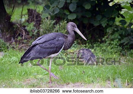 "Black Stork (Ciconia nigra), juvenile with juvenile plumage, Mecklenburg-Western Pomerania, Germany, Europe" View Large Photo Image Stock Photograph - "Black Stork (Ciconia nigra), juvenile with juvenile plumage, Mecklenburg-Western Pomerania, Germany, Europe". Fotosearch