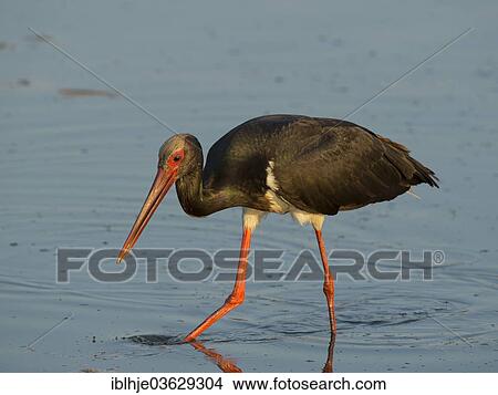 "Black Stork (Ciconia nigra), Lesbos, North Aegean, Greece, Europe" View Large Photo Image Picture - "Black Stork (Ciconia nigra), Lesbos, North Aegean, Greece, Europe". Fotosearch