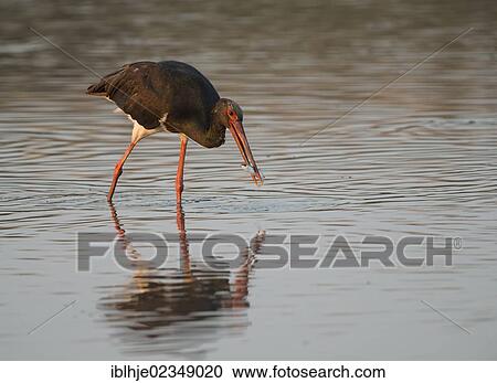 "Black Stork (Ciconia nigra), Lesbos, Greece, Europe" View Large Photo Image Stock Image - "Black Stork (Ciconia nigra), Lesbos, Greece, Europe". Fotosearch