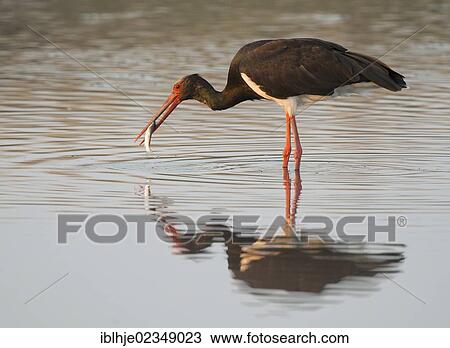 "Black Stork (Ciconia nigra), Lesbos, Greece, Europe" View Large Photo Image Stock Image - "Black Stork (Ciconia nigra), Lesbos, Greece, Europe". Fotosearch