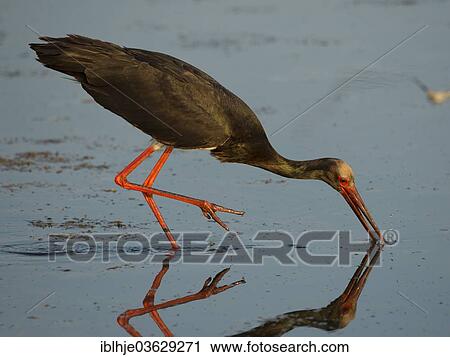 "Black Stork (Ciconia nigra), Lesbos, North Aegean, Greece, Europe" View Large Photo Image Stock Image - "Black Stork (Ciconia nigra), Lesbos, North Aegean, Greece, Europe". Fotosearch
