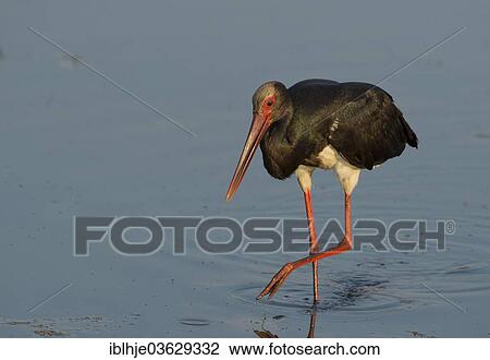 "Black Stork (Ciconia nigra), Lesbos, North Aegean, Greece, Europe" View Large Photo Image Stock Image - "Black Stork (Ciconia nigra), Lesbos, North Aegean, Greece, Europe". Fotosearch