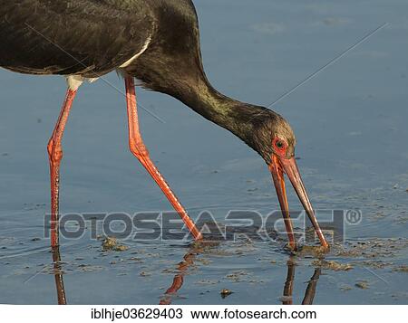 "Black Stork (Ciconia nigra), Lesbos, North Aegean, Greece, Europe" View Large Photo Image Stock Image - "Black Stork (Ciconia nigra), Lesbos, North Aegean, Greece, Europe". Fotosearch
