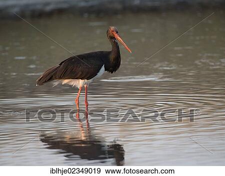 Stock Photo - "Black Stork (Ciconia nigra), Lesbos, Greece, Europe". Fotosearch