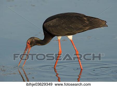"Black Stork (Ciconia nigra), Lesbos, North Aegean, Greece, Europe" View Large Photo Image Stock Photo - "Black Stork (Ciconia nigra), Lesbos, North Aegean, Greece, Europe". Fotosearch
