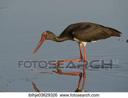 Stock Photograph - "Black Stork (Ciconia nigra), Lesbos, North Aegean, Greece, Europe". Fotosearch