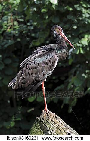 Stock Image - "Black Stork (Ciconia nigra) on perch, adult, captive, Heidelberg, Baden-Wurttemberg, Germany, Europe". Fotosearch