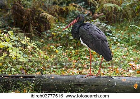 Stock Photograph - "Black Stork (Ciconia nigra), outdoor enclosure, Bavarian Forest National Park, Bavaria, Germany, Europe". Fotosearch