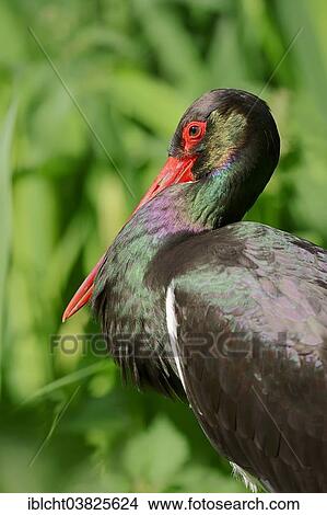 "Black Stork (Ciconia nigra), portrait, Germany, Europe" View Large Photo Image Picture - "Black Stork (Ciconia nigra), portrait, Germany, Europe". Fotosearch