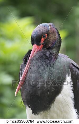 "Black Stork (Ciconia nigra), portrait, captive, West Coast Park, Sankt Peter-Ording, Eiderstedt, North Frisia, Schleswig-Holstein, Germany, Europe" View Large Photo Image Picture - "Black Stork (Ciconia nigra), portrait, captive, West Coast Park, Sankt Peter-Ording, Eiderstedt, North Frisia, Schleswig-Holstein, Germany, Europe". Fotosearch