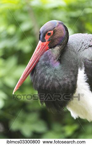 "Black Stork (Ciconia nigra), portrait, captive, West Coast Park, Sankt Peter-Ording, Eiderstedt, North Frisia, Schleswig-Holstein, Germany, Europe" View Large Photo Image Stock Image - "Black Stork (Ciconia nigra), portrait, captive, West Coast Park, Sankt Peter-Ording, Eiderstedt, North Frisia, Schleswig-Holstein, Germany, Europe". Fotosearch