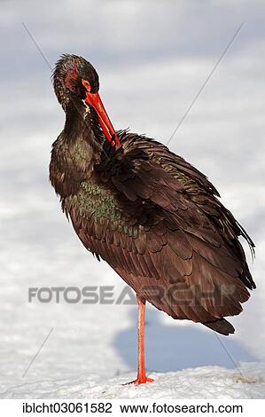 Stock Image - "Black Stork (Ciconia nigra) preening, in winter, North Rhine-Westphalia, Germany, Europe". Fotosearch