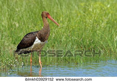 Stock Image - "Black Stork (Ciconia nigra), Mecklenburg-Western Pomerania, Germany, Europe". Fotosearch