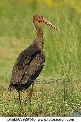 "Black Stork (Ciconia nigra), Mecklenburg-Western Pomerania, Germany, Europe" View Large Photo Image Stock Photograph - "Black Stork (Ciconia nigra), Mecklenburg-Western Pomerania, Germany, Europe". Fotosearch