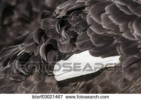 "Black Swan (Cygnus atratus), detail of the plumage, Mannheim, Mannheim, Baden-Wurttemberg, Germany, Europe" View Large Photo Image Stock Photo - "Black Swan (Cygnus atratus), detail of the plumage, Mannheim, Mannheim, Baden-Wurttemberg, Germany, Europe". Fotosearch