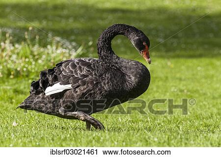 "Black Swan (Cygnus atratus), Mannheim, Mannheim, Baden-Wurttemberg, Germany, Europe" View Large Photo Image Stock Image - "Black Swan (Cygnus atratus), Mannheim, Mannheim, Baden-Wurttemberg, Germany, Europe". Fotosearch