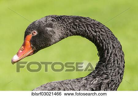 "Black Swan (Cygnus atratus), Mannheim, Mannheim, Baden-Wurttemberg, Germany, Europe" View Large Photo Image Stock Photograph - "Black Swan (Cygnus atratus), Mannheim, Mannheim, Baden-Wurttemberg, Germany, Europe". Fotosearch