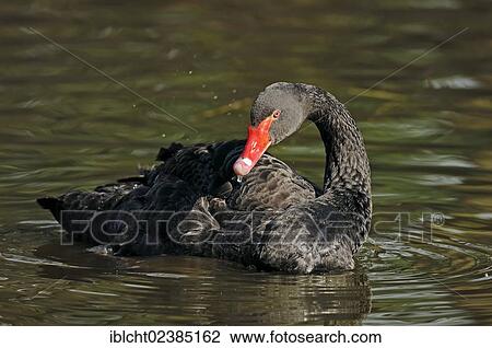 "Black Swan (Cygnus atratus), preening itself, North Rhine-Westphalia, Germany, Europe" View Large Photo Image Stock Image - "Black Swan (Cygnus atratus), preening itself, North Rhine-Westphalia, Germany, Europe". Fotosearch