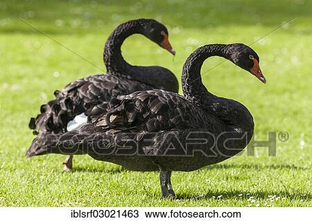 "Black Swans (Cygnus atratus), Mannheim, Mannheim, Baden-Wurttemberg, Germany, Europe" View Large Photo Image Stock Image - "Black Swans (Cygnus atratus), Mannheim, Mannheim, Baden-Wurttemberg, Germany, Europe". Fotosearch
